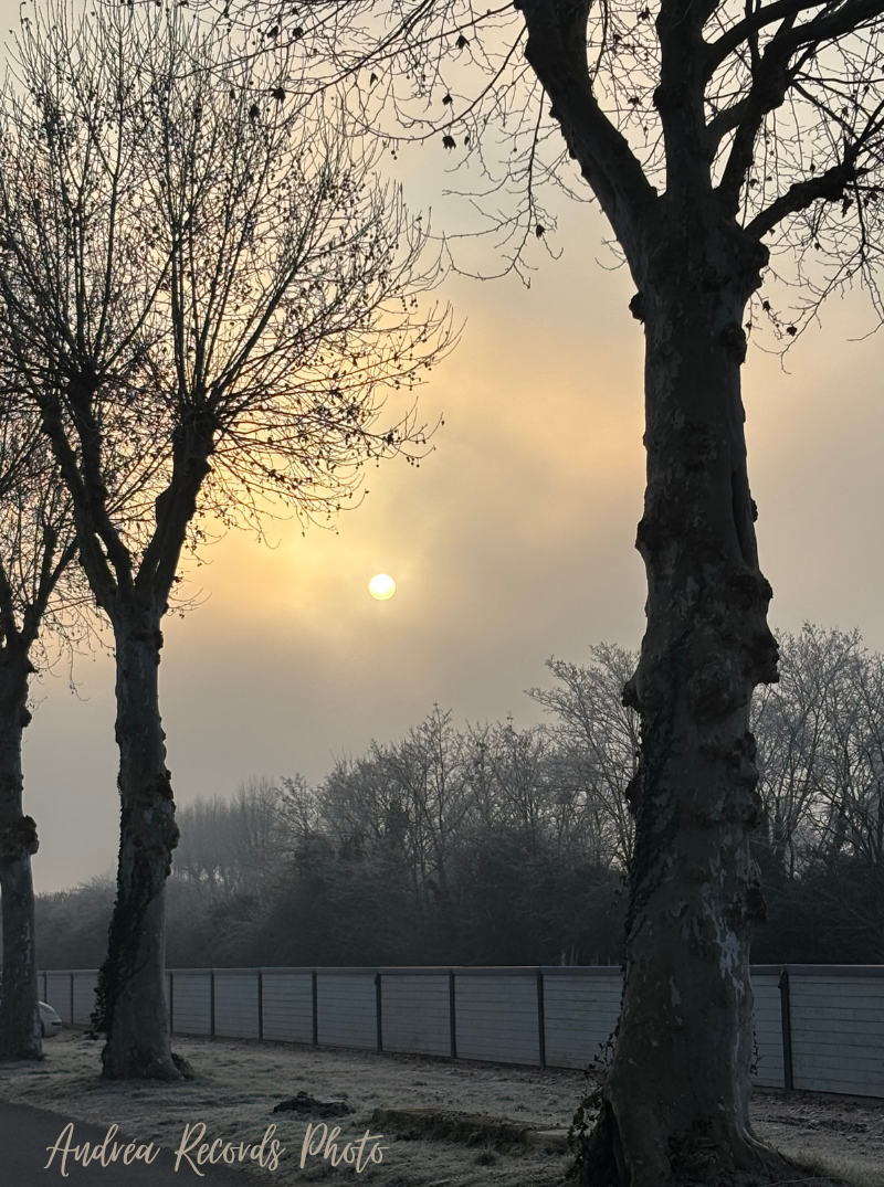 arbre sans feuille dans la brume matinale
