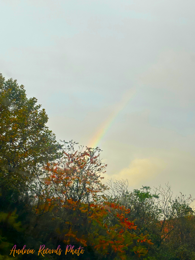 arc en ciel au dessus d'un arbre en fleur rouge