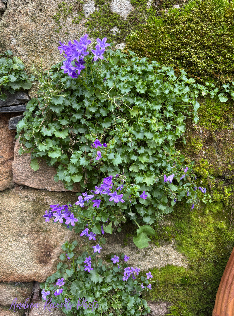 campanule violette accroché sur un mur de pierres sèches et moussu